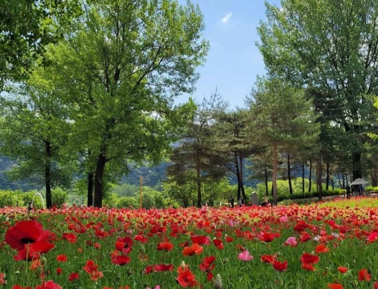 Colorful Garden 자라섬 꽃 페스타
