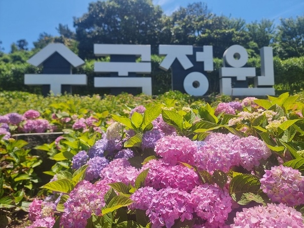매년 6월만 되면 ‘상상초월’ 1억 송이 수국이 펼쳐지는 섬이 있다
